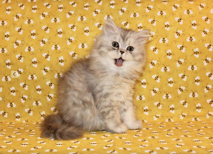 Blue Shaded Silver Persian Kitten