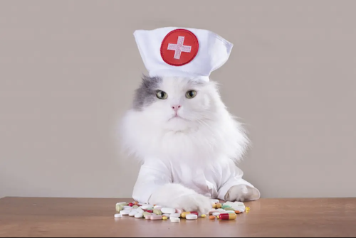 Image of cat with nurse hat