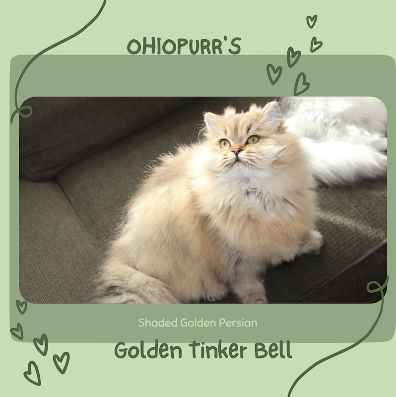 Shaded Golden Persian Cat