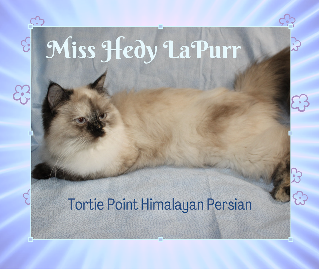 Torti-Point Himalayan Persian Kitten