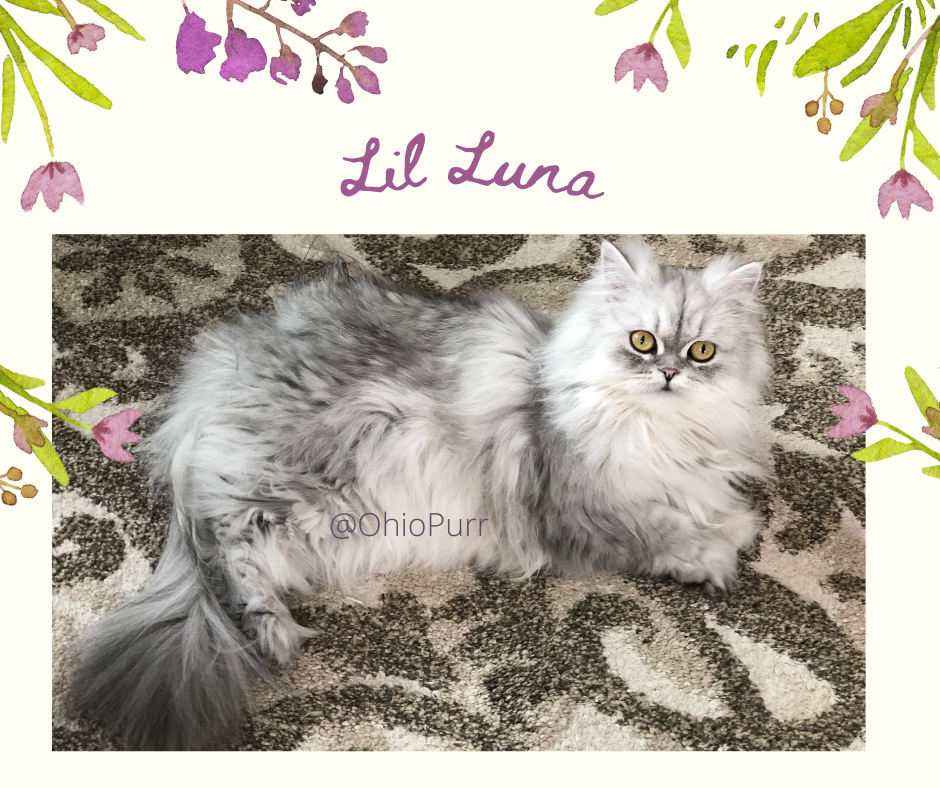 Shaded Silver Persian Cat