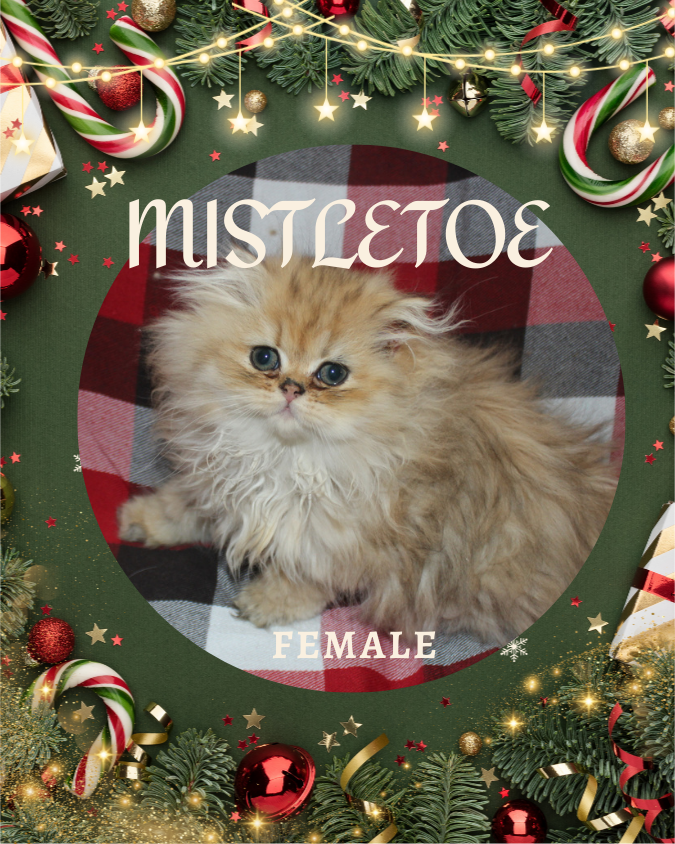 Chinchilla Golden Persian kitten