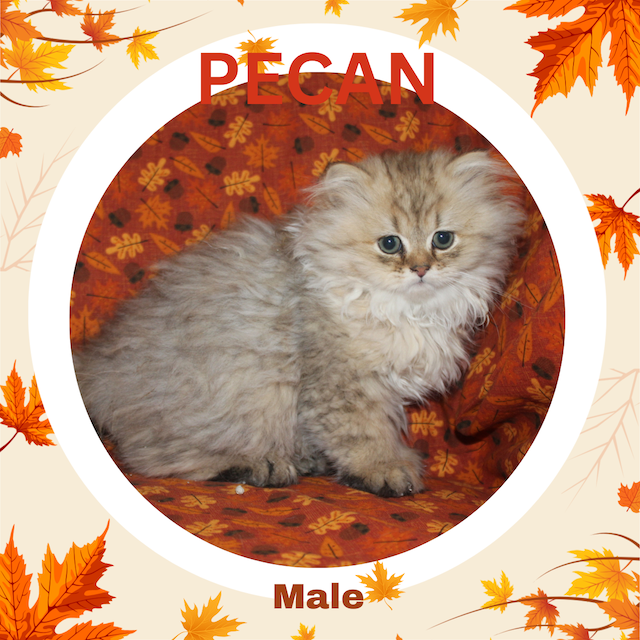 Shaded Golden kitten