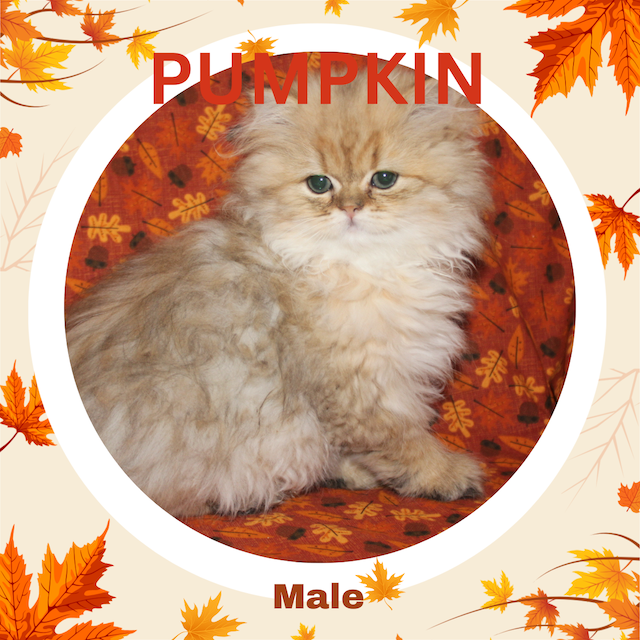 Shaded Golden kitten