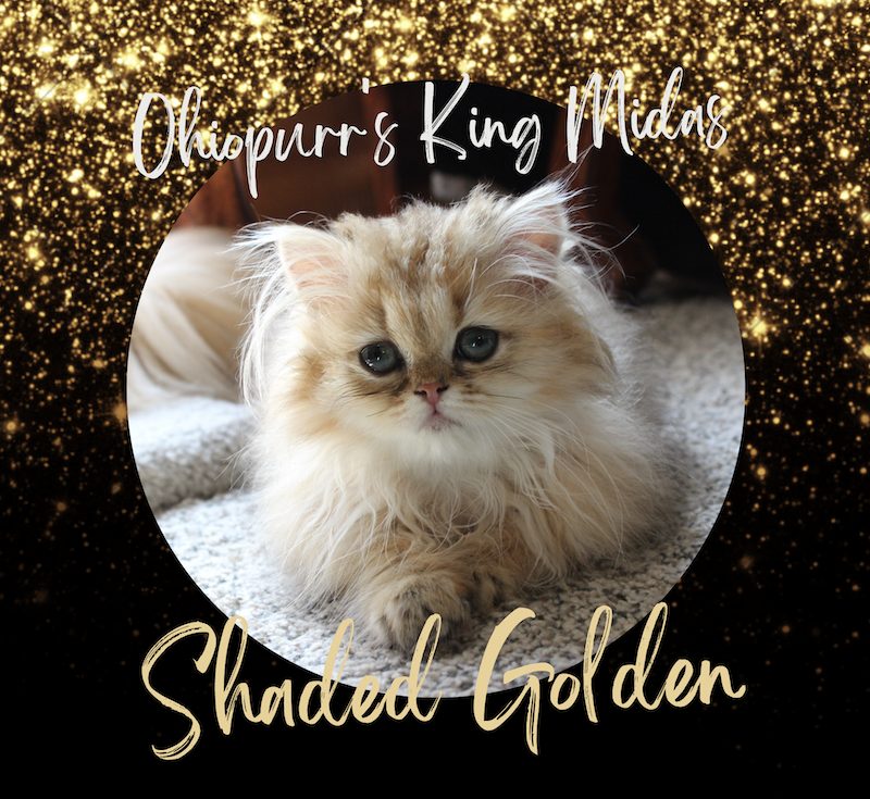 Shaded Golden Kitten