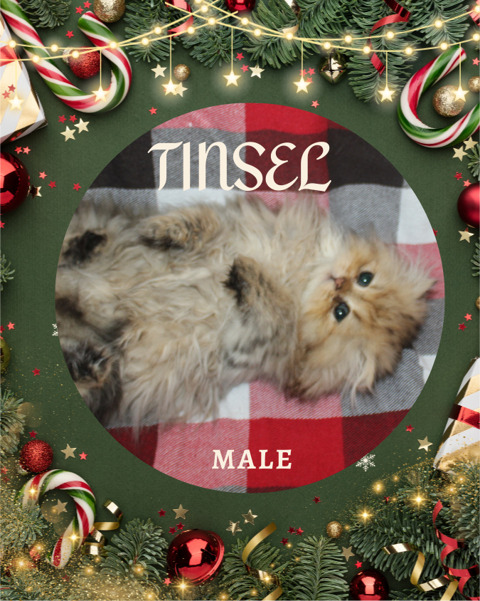 Shaded Golden persian kitten