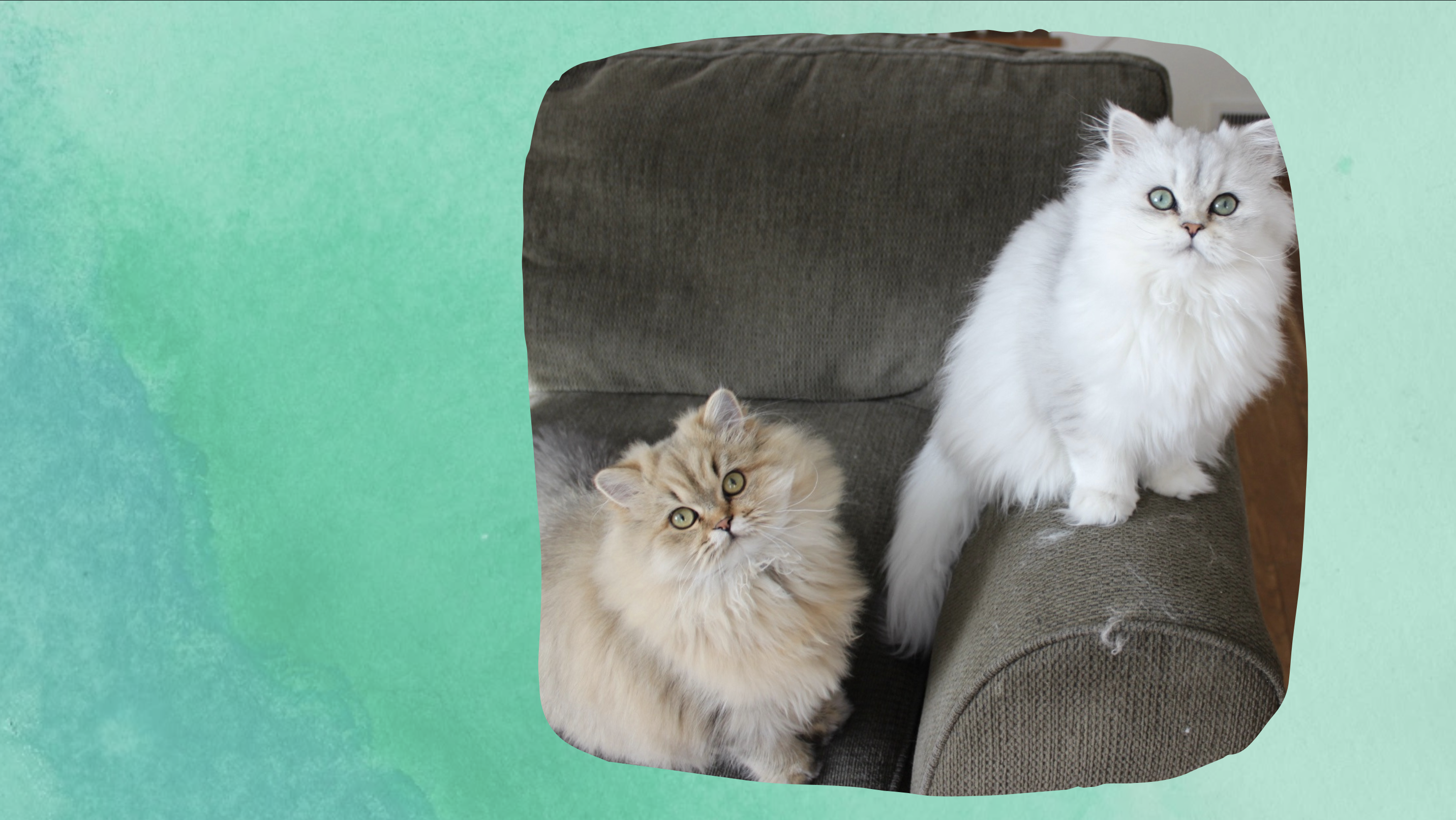 Silver and Golden Persian Kittens